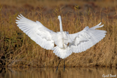 2012-Grande-aigrette-04_01-scaled
