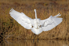 2012-Grande-aigrette-04_01
