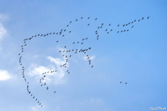 2102-Grue-cendree-05a-scaled