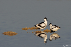 2104-Avocette-elegante-05-scaled