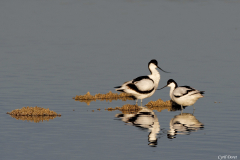 2104-Avocette-elegante-05