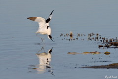 2104-Avocette-elegante-11-scaled