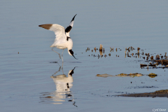 2104-Avocette-elegante-11