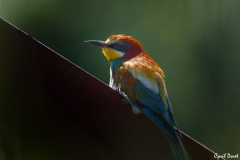 2105-Guepier-deurope-03-scaled