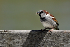 2105-Moineau-domestique-03