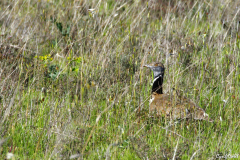 2105-Outarde-canepetiere-06-scaled