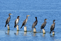 2108-Grand-cormoran-05-scaled