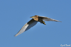 2108-Heron-crabier-01-scaled