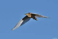 2108-Heron-crabier-01