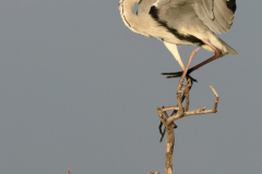 2110-Heron-cendre-05_01-scaled