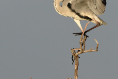 2110-Heron-cendre-05_01