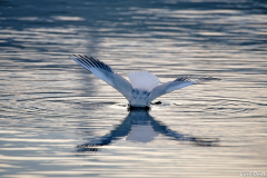 2110-Mouette-rieuse-02-scaled