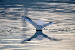 2110-Mouette-rieuse-02