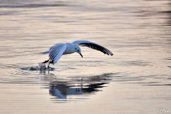 2110-Mouette-rieuse-03-scaled