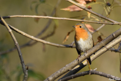 2111-Rouge-gorge-03-scaled