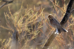 2112-Bruant-des-roseaux-01-scaled