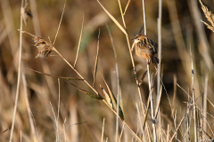 2112-Cisticole-des-joncs-01-scaled