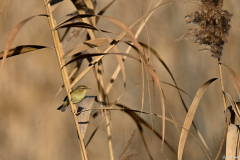 2112-Pouillot-veloce-01-scaled