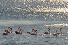 2201-Flamant-rose-10-scaled