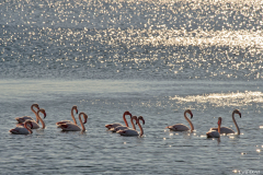 2201-Flamant-rose-10