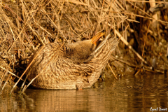 2202-Colvert-01-scaled