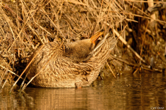 2202-Colvert-01