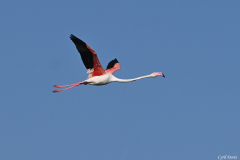 2308-Flamant-rose-01