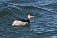 2311-Grebe-a-cou-noir-03