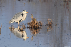 2312-Heron-cendre-03
