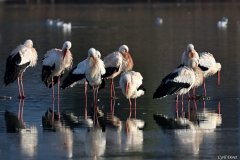 2401-Cigogne-blanche-05