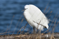 2402-Aigrette-garzette-01