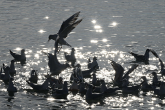 2402-Mouettes-rieuses-02a