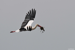 2404-Cigogne-blanche-08