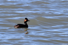 2404-Grebe-a-cou-noir-nuptial-01