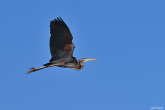 2404-Heron-pourpre-01