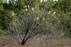 2405-Aigrette-garzette-03