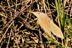 2405-Blongios-nain-01