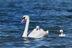 2406-Cygne-tubercule-02