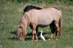 2407-Heron-garde-boeuf-Brenne-02