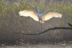 2408-Grande-aigrette-Brenne-03