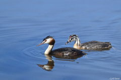 2408-Grebe-huppe-Brenne-10