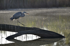 2408-Heron-cendre-Brenne-07