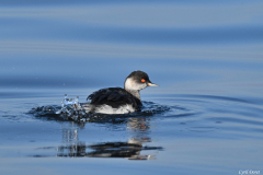 2411-Grebe-a-cou-noir-04