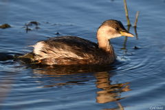 2412-Grebe-castagneux-Vigueirat-03