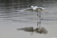 2502-Aigrette-garzette-03
