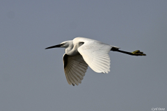 2502-Aigrette-garzette-14