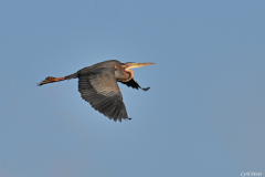 2504-Heron-pourpre-02_01