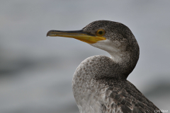 2509-Grand-cormoran-04