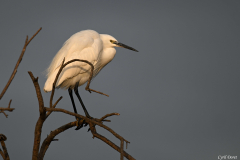 2511-Aigrette-garzette-03