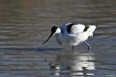 2512-Avocette-03